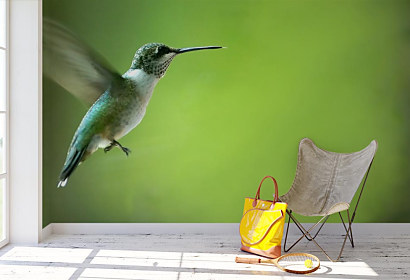 fototapeta Kolibrík hummingbird vták bird green krídla wings 